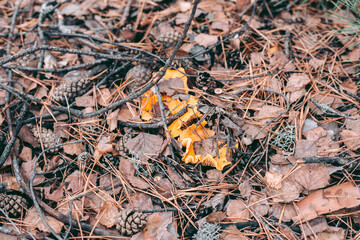 Mushroom close-up in autumn forest in grass
