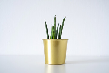Sanseveria cylindrica. young decorative snakeplant houseplant in a golden shiny pot on white background