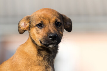 portrait of a small mongrel puppy looking