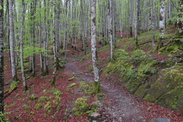 Hayedo en primavera en la Selva de Irati Norte de España