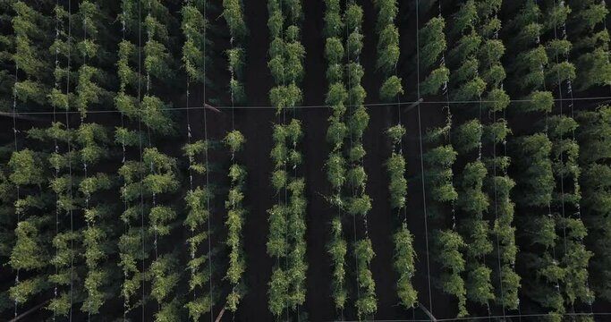 Aerial view of hops field