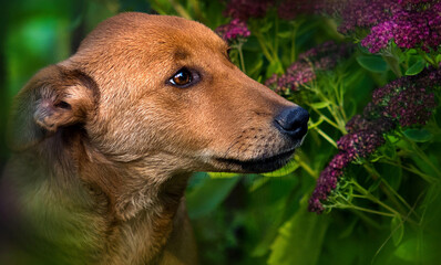 mongrel dog sniffing flowers