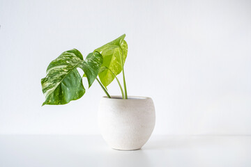 Monstera albo variegata, variegated monstera with speckled leaves rare houseplant in a white pot on a white background
