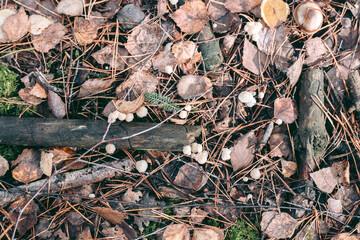 Mushroom close-up in autumn forest in grass