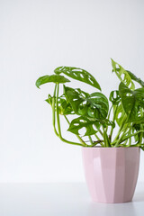 Monstera adansonii aka monkey mask houseplant on a white background