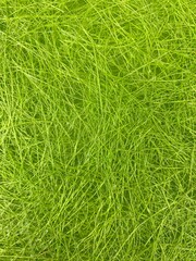 green grass background
