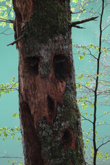 Tronco de árbol podrido con agujeros de pájaro carpintero