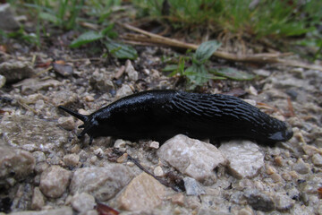 Babosa negra en el bosque de Irati Note de España.
