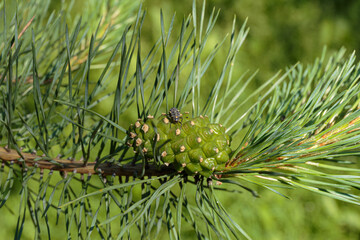 Young green pine cone on a branch.
