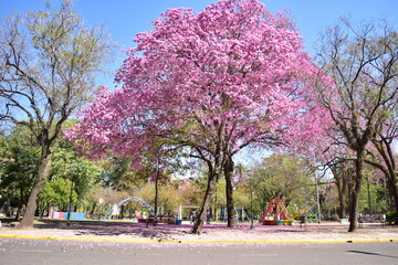 Entre verde y rosado