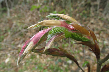 Detalle de haya primeras hojas de primavera