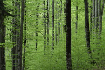 Hayedo en primavera en la Selva de Irati Norte de España