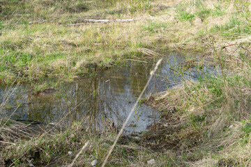 Small abandoned pond, swamp with dry grass