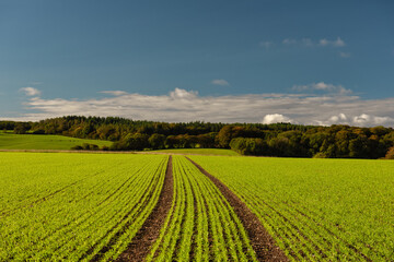 Green fields of wheatgrass around Amersham in Autumn, England 