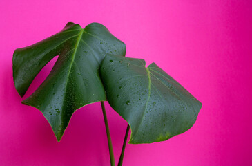 Monstera in a modern interior, the concept of minimalism. Beautiful combination of colors: green...