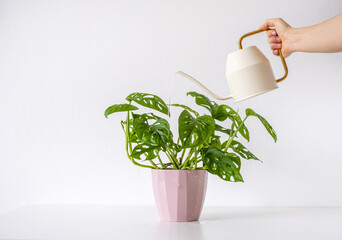 Watering monstera adansonii houseplant with a cream watering can on a white background, hand