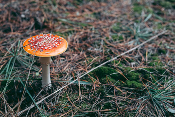 Amanita poisonous mushroom in the autumn forest