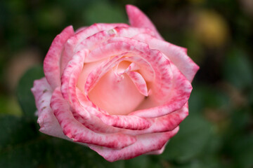 beautiful flowers on a blurred background
