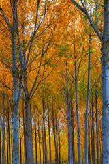 autumn colors, poplars 