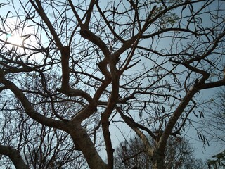 Abstract twigs