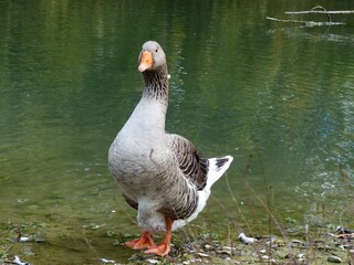duck, goose in the pond alone with neutral background without people Chico Mendes Park near Florence