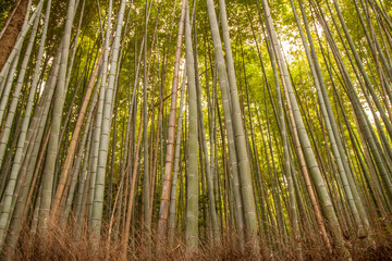 Bamboo forest , Arashiyama Kyoto Japan.