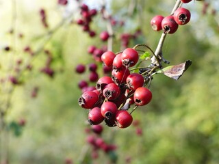 Bacche rosse nel bosco in autunno, con sfondo neutro