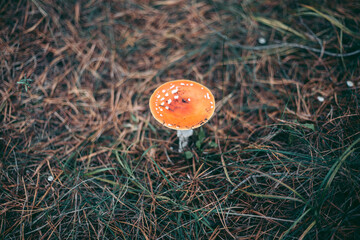 Amanita poisonous mushroom in the autumn forest