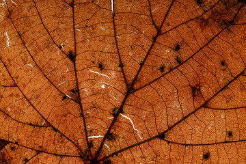 beautiful old brown leaf. background for design