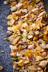 Yellow birch leaves at the roadside in autumn