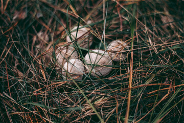 Mushroom close-up in autumn forest in grass