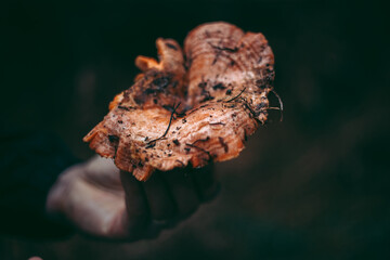 Edible mushroom in the hand of a man in the autumn forest