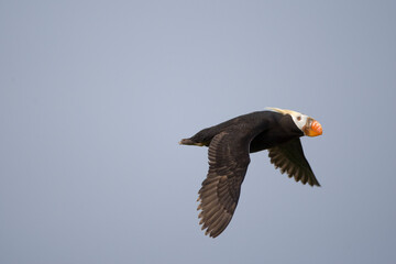 Tufted Puffin, Katmai National Park, Alaska