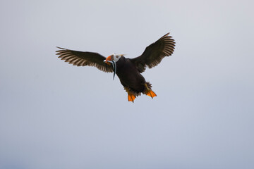 Tufted Puffin, Katmai National Park, Alaska