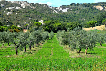 Fototapeta na wymiar View of the beautiful Tuscan countryside