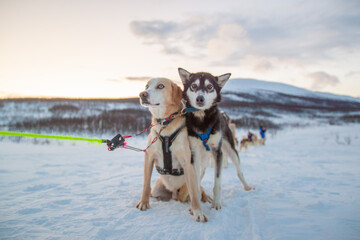 Dog sledding in an arctic landscape, Norway, unique experience, dusk, polar night