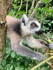 ring lemur
