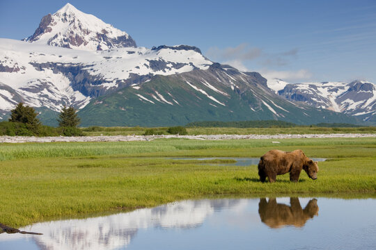 Grizzly Bear, Hallo Bay, Katmai National Park, Alaska