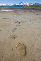 Brown Bear Tracks, Hallo Bay, Katmai National Park, Alaska