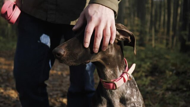 Close-up dog breed shorthaired pointer sitting beside its master in the forest