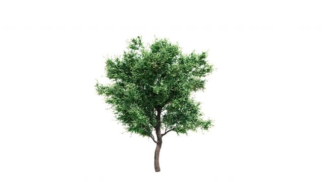 Growing tree on white background (with alpha matte, cg animation) Stock  Video | Adobe Stock