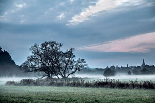 Dead tree in the foggy meadow