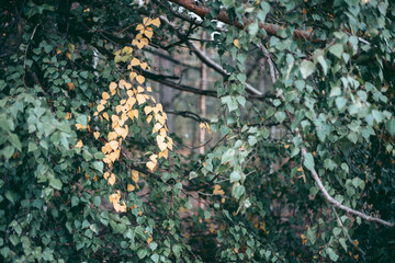Illegal felling of forest and trees in a wildlife park