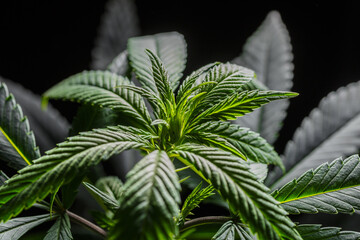 Mature marijuana plant with bud and leaves. Marijuana plant texture on an indoor cannabis farm.The concept of Indoor grow marijuana. marijuana for recreational purposes.
