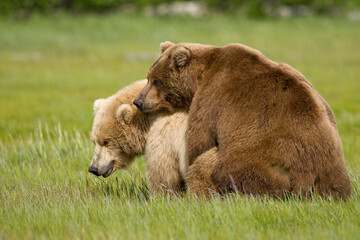 Grizzly Bear, Hallo Bay, Katmai National Park, Alaska