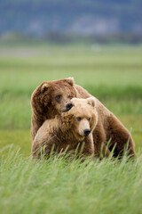 Obraz premium Grizzly Bears Mating, Hallo Bay, Katmai National Park, Alaska