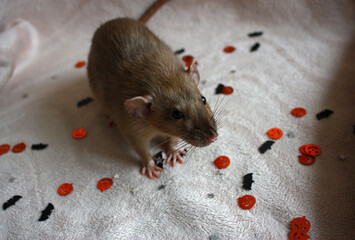 Burmese fancy dumbo rat on warm color plaid with orange pumpkin, silver stars and black bats confetti. Halloween theme. Cute animal.