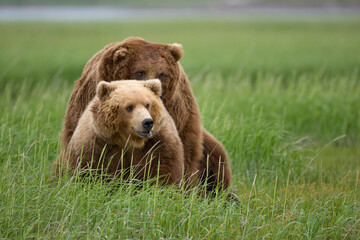Obraz na płótnie Canvas Grizzly Bears Mating, Hallo Bay, Katmai National Park, Alaska