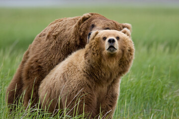 Grizzly Bears Mating, Hallo Bay, Katmai National Park, Alaska