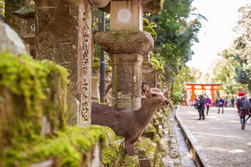 Young curious friendly bowing deer observing tourists and locals in Kasuga Taisha Shinto Shrine in Nara, Japan. Popular tourist travel destination